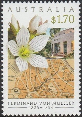 Gentianella muellerian and National Herbarium of Victoria