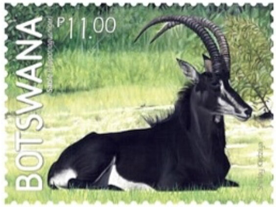 Antelopes of Botswana