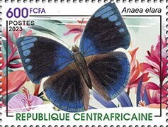Anaea elara