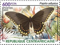 Broad-banded Swallowtail (Papilio astyalus)