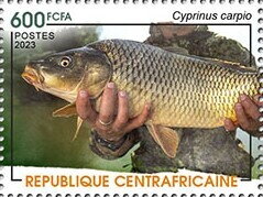 Common carp (Cyprinus carpio)
