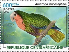 Cuban amazon (Amazona leucocephala)