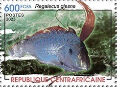 Giant Oarfish (Regalecus glesne)