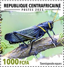 Horse Lubber Grasshopper (Taeniopoda eques)