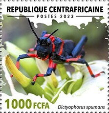Koppie Foam Grasshopper (Dictyophorus spumans)