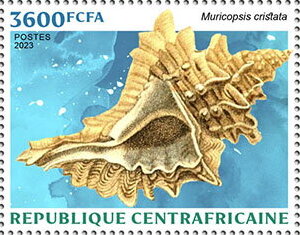 Muricopsis cristata