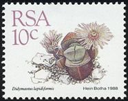 Stamp, Didymaotus lapidiformis, South Africa,  , Cacti