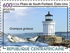 Portland Breakwater Light, USA - Risso's dolphin
