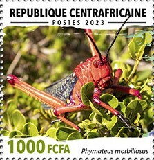 Red Grasshopper (Phymateus morbillosus)