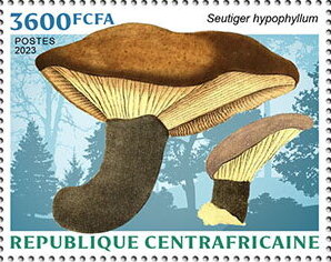 Seutiger hypophyllum