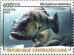 Smallmouth bass (Micropterus dolomieu)