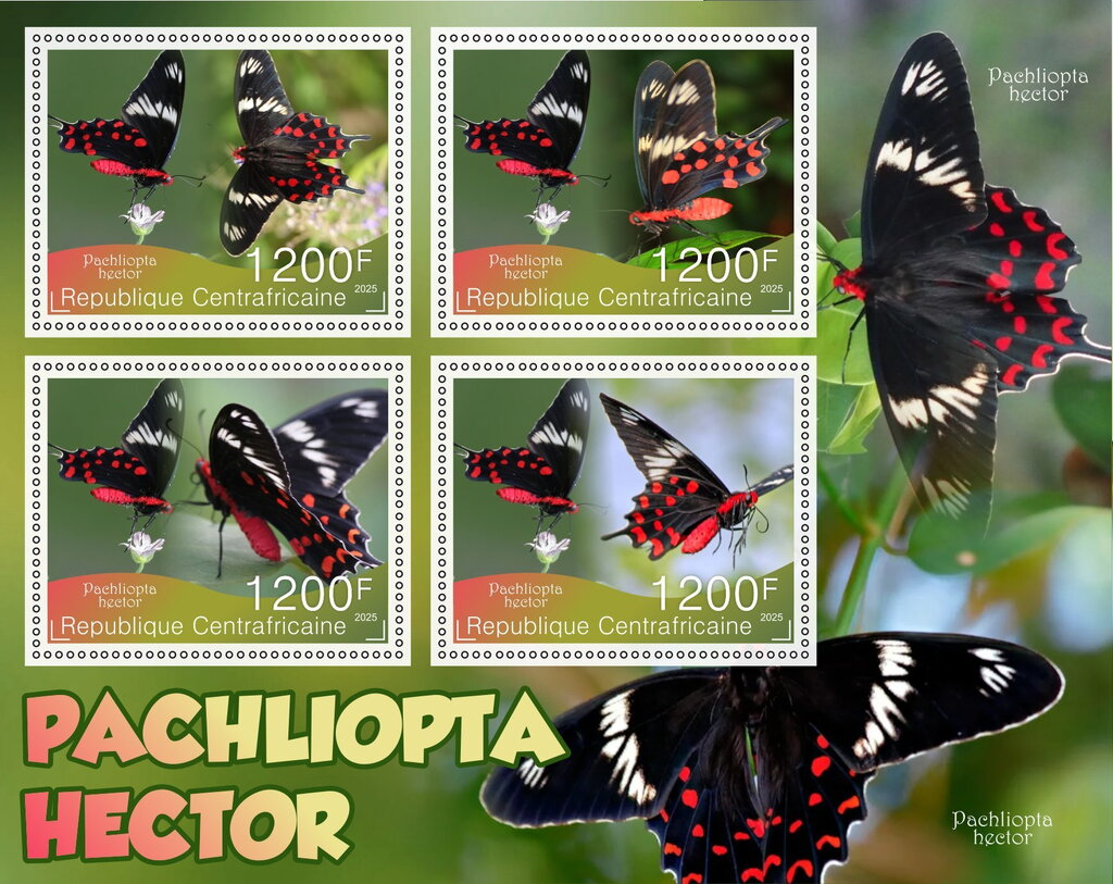 Butterflies - Pachliopta hector