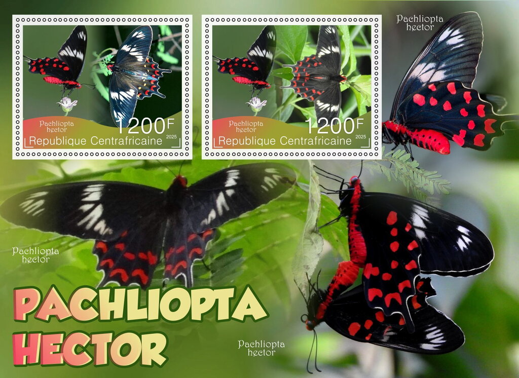 Butterflies - Pachliopta hector