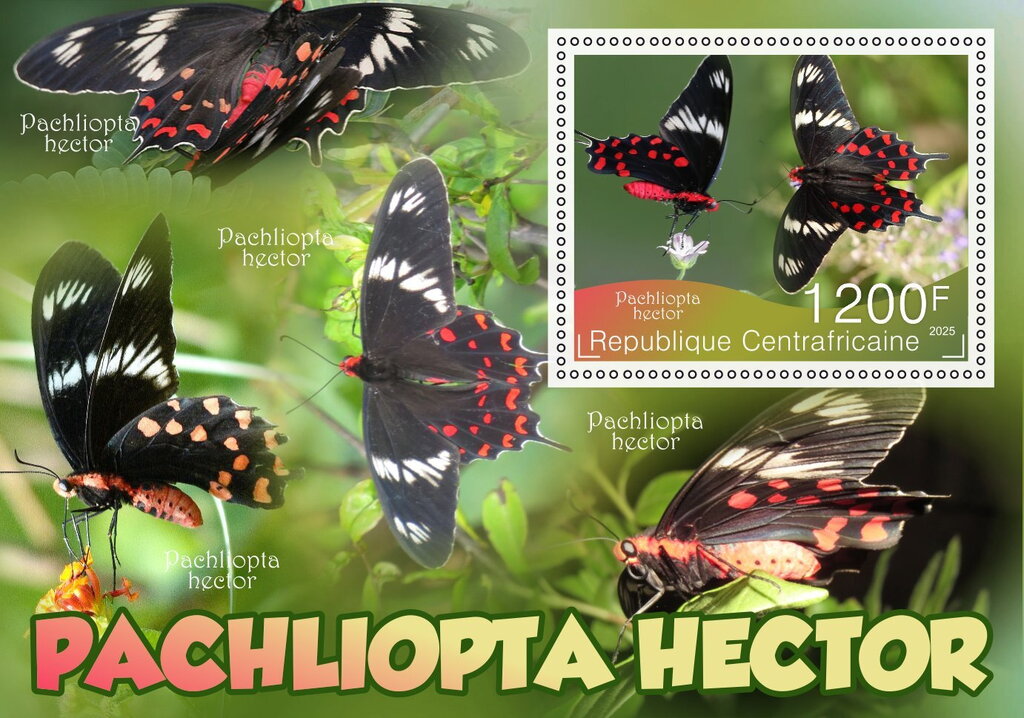 Butterflies - Pachliopta hector