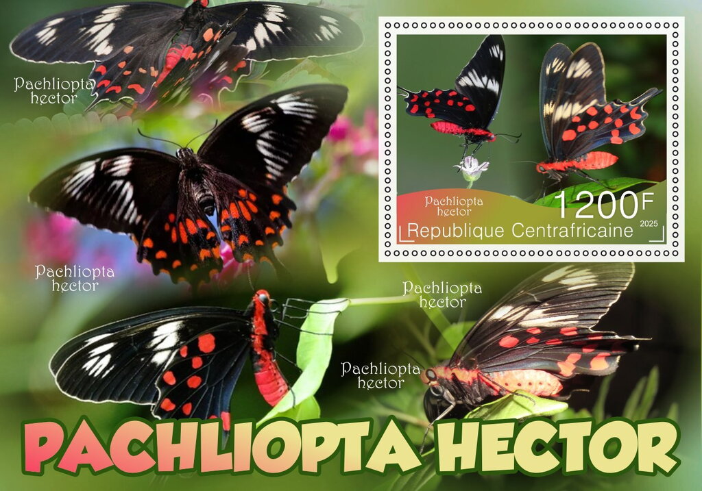 Butterflies - Pachliopta hector