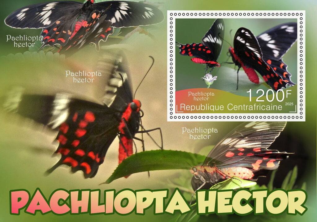 Butterflies - Pachliopta hector