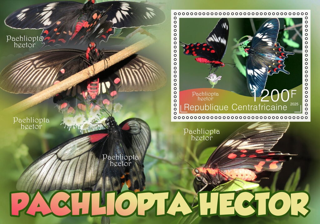Butterflies - Pachliopta hector