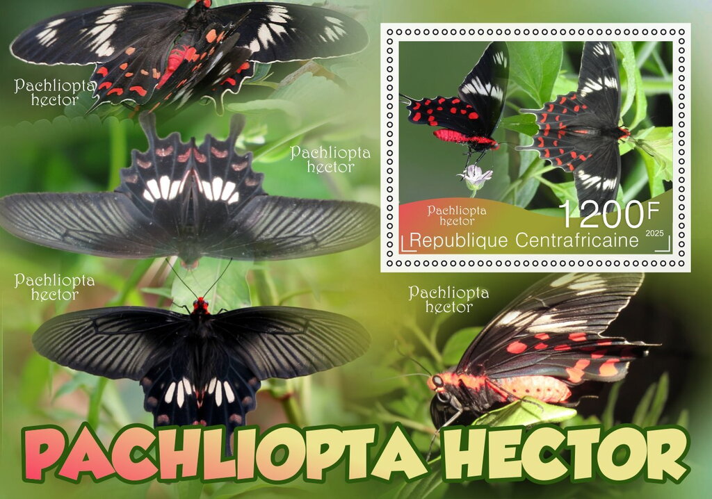 Butterflies - Pachliopta hector