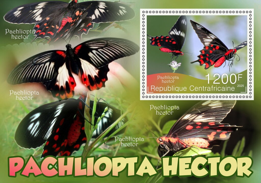 Butterflies - Pachliopta hector