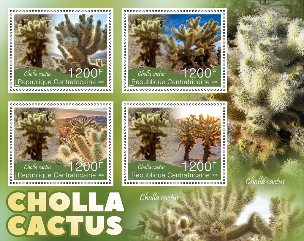 Cactus - Cholla cactus
