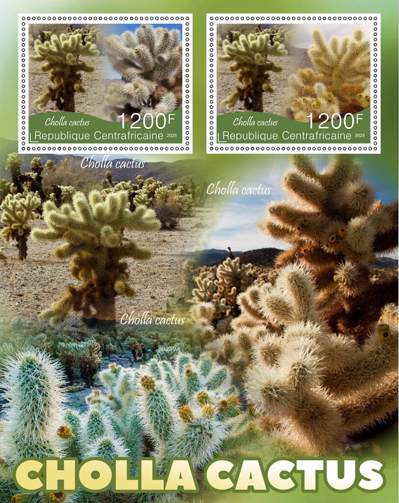 Cactus - Cholla cactus