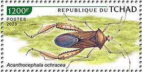 Acanthocephala ochracea