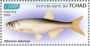 Alburnus alburnus