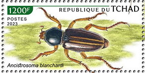 Ancistrosoma blanchardi