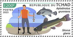 Aplodinotus grunniens, Silurus glanis