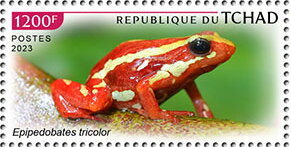 Epipedobates tricolor