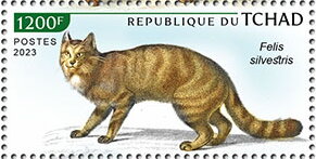 Felis silvestris