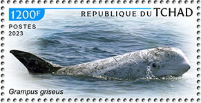 Grampus griseus