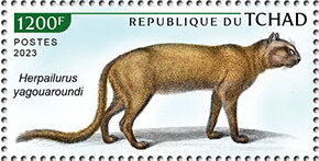 Herpailurus yagouaroundi