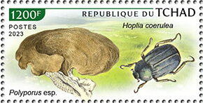 Hoplia coerulea, Polyporus sp.