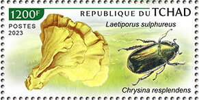 Laetiporus sulphureus, Chrysina resplendens
