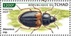 Masoreus sp.