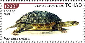 Mauremys sinensis