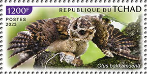 Otus bakkamoena