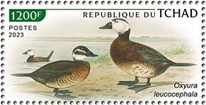 Oxyura leucocephala