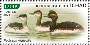 Podiceps nigricollis