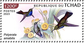 Stamp, Polyerata amabilis, Chad,  , Animals (Fauna), Birds, Hummingbirds
