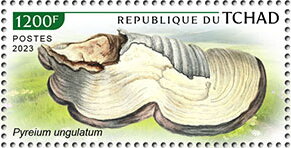 Pyreium ungulatum