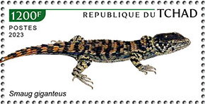 Smaug giganteus