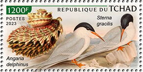 Sterna gracilis, Angaria delphinus