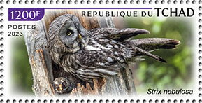 Stamp, Strix nebulosa, Chad,  , Animals (Fauna), Birds, Birds of Prey, Owls