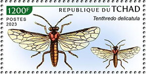 Tenthredo delicatula