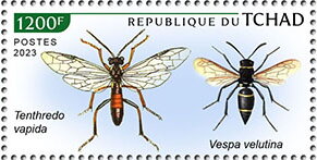 Tenthredo vapida, Vespa velutina
