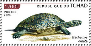 Trachemys ornata