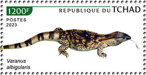 Varanus albigularis