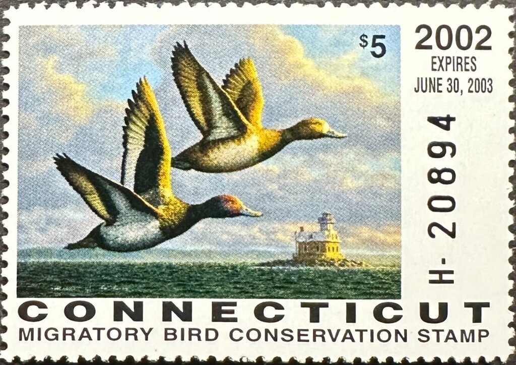 Greater scaup (Aythya marila)